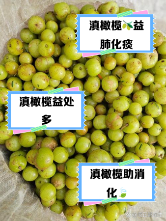 滇橄榄果的功效与作用