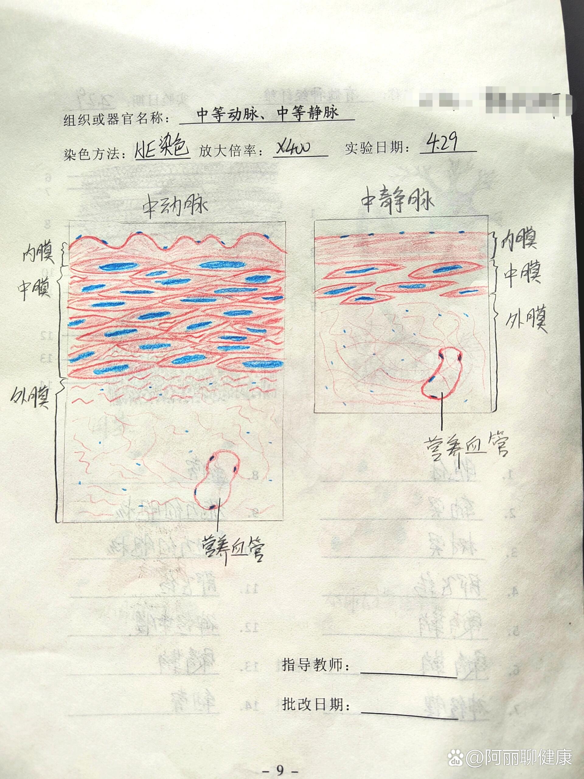 组胚实验报告(四)