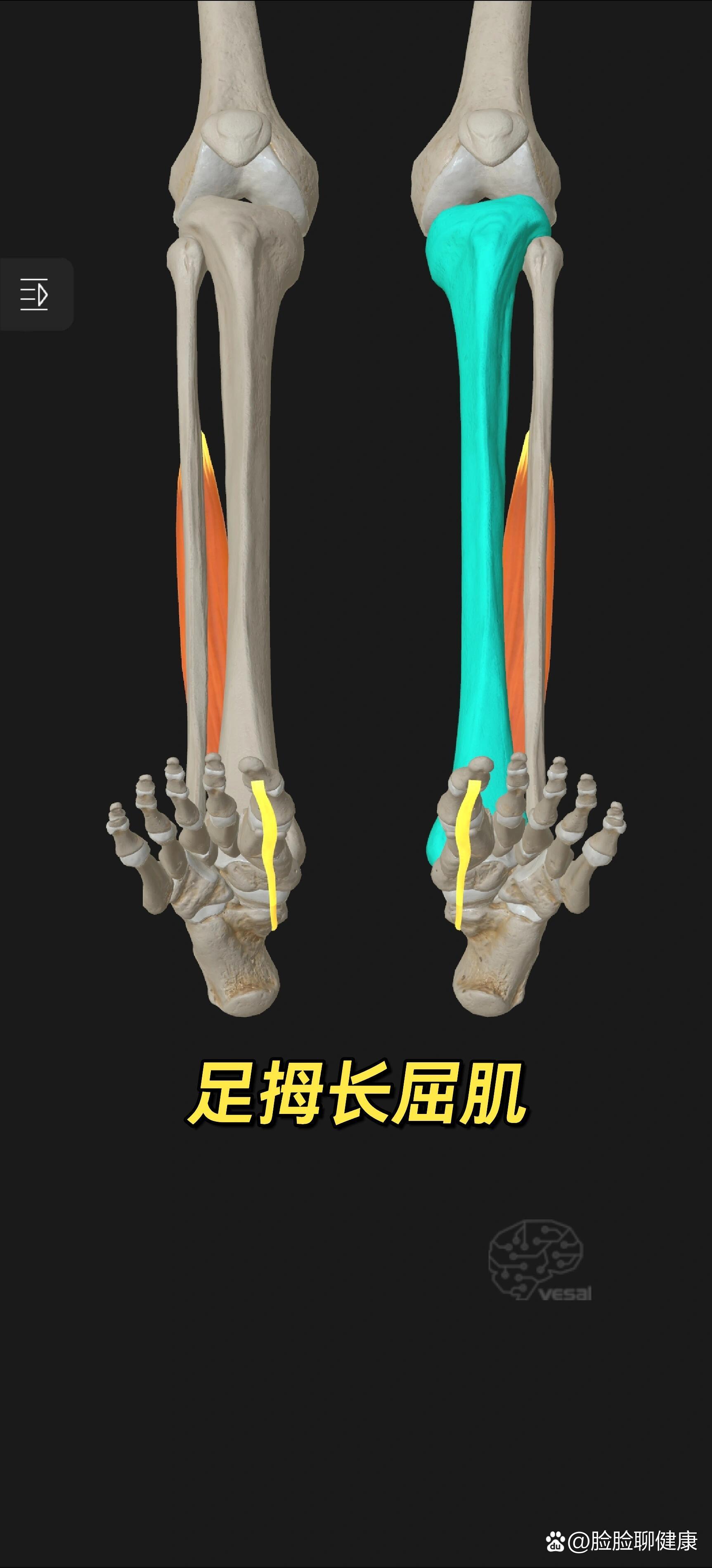 足踝解剖6(足拇长屈肌)