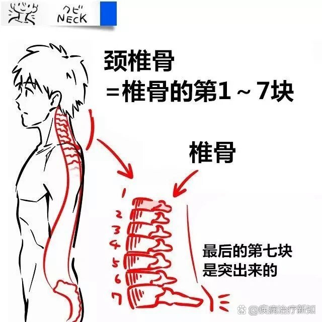 颈椎图片构造图片