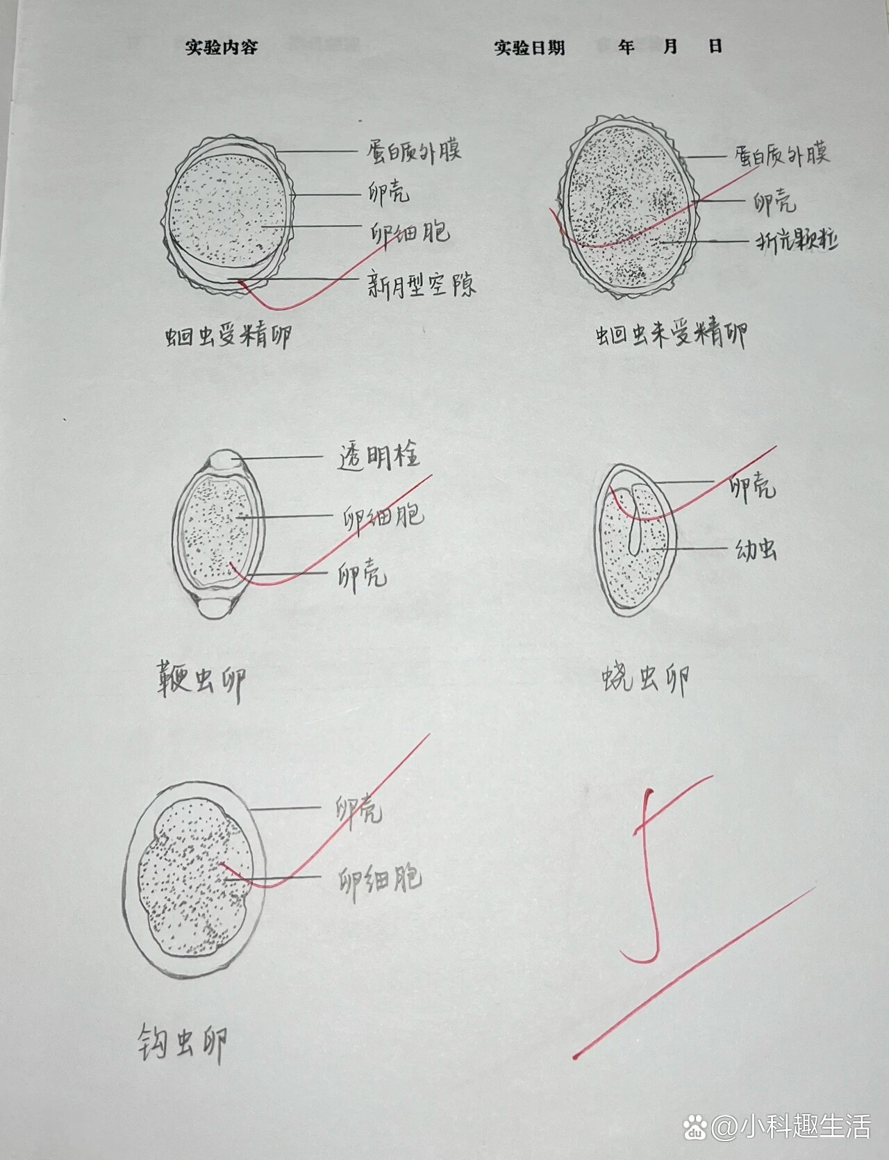 蛔虫卵图片 手绘图图片