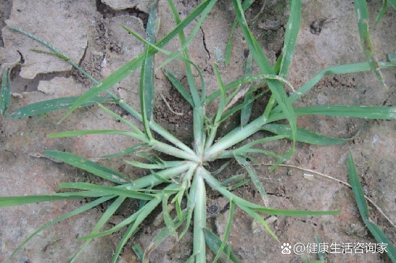 牛筋草捣碎治风湿图片