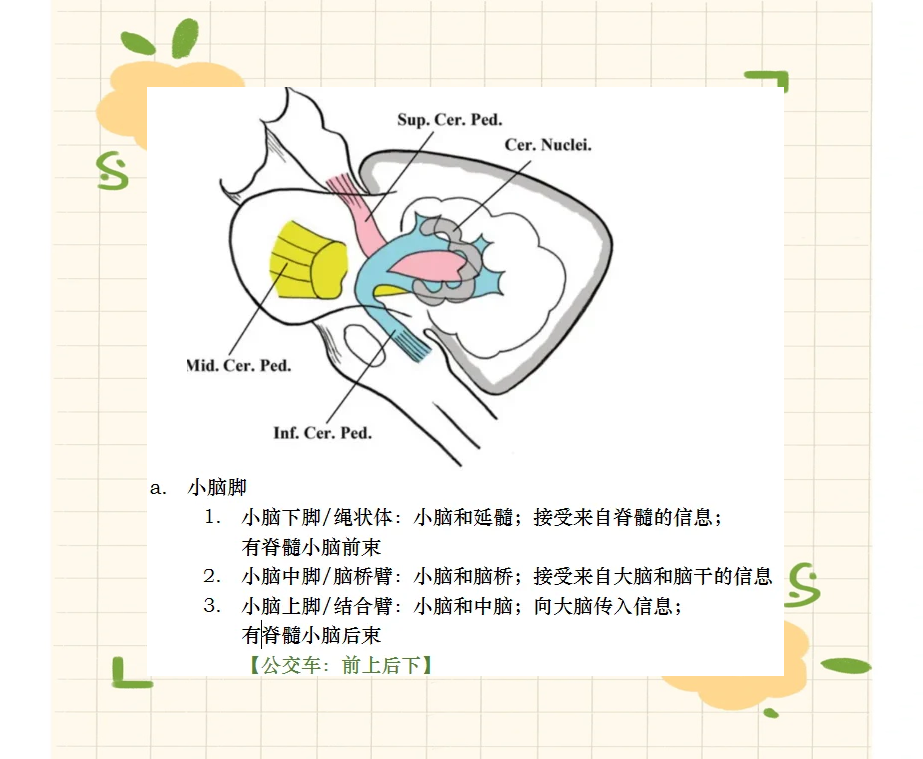 🧠小脑结构大揭秘：脚、分区与核团全解析🧠