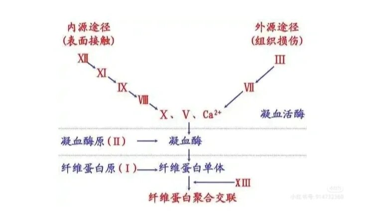 内外凝血途径口诀图图片