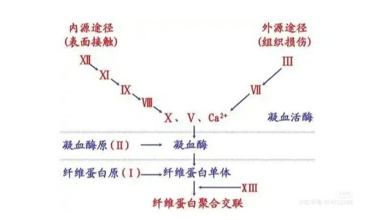 凝血机制口诀