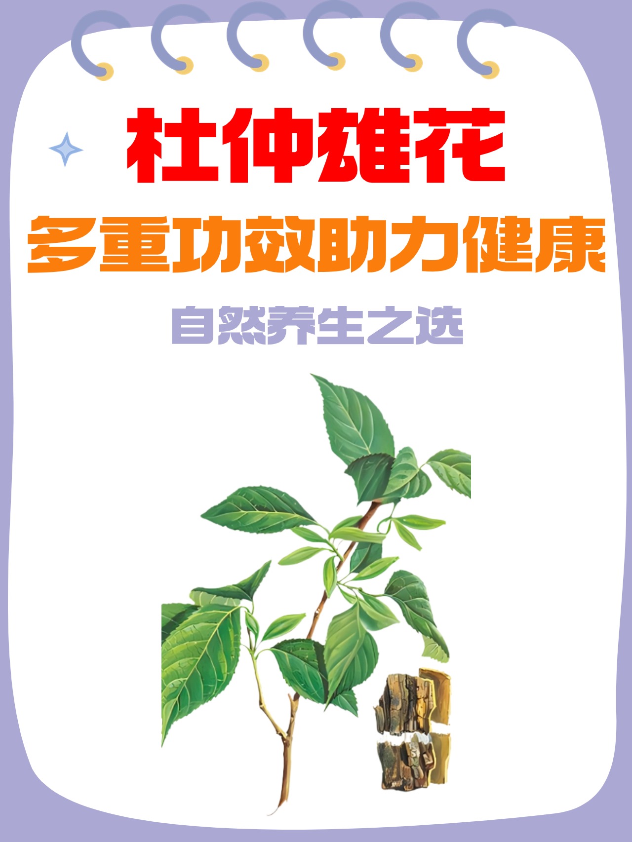 杜仲雄花:多重功效助力健康,自然养生之选