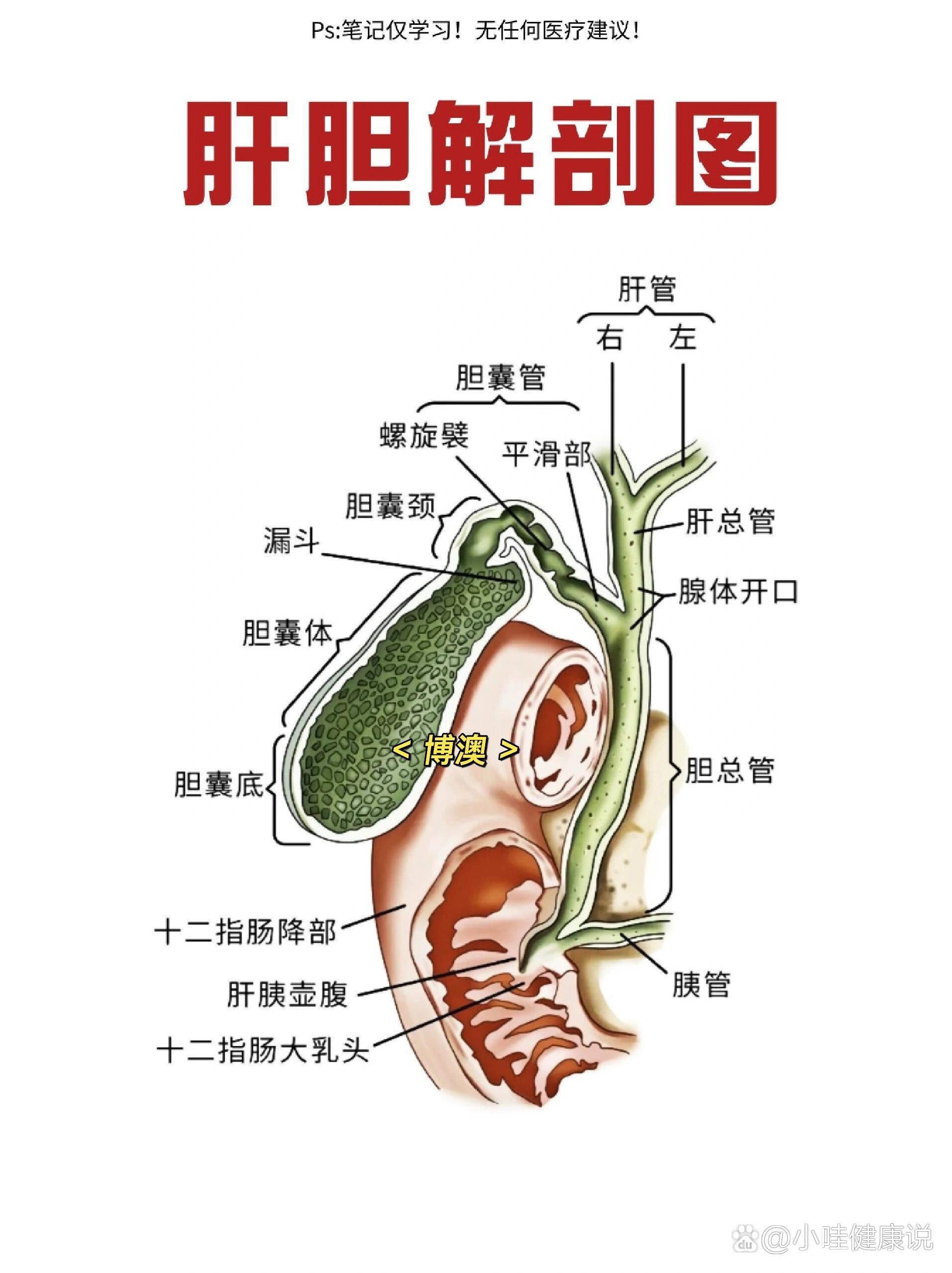 博澳96 肝胆解剖图