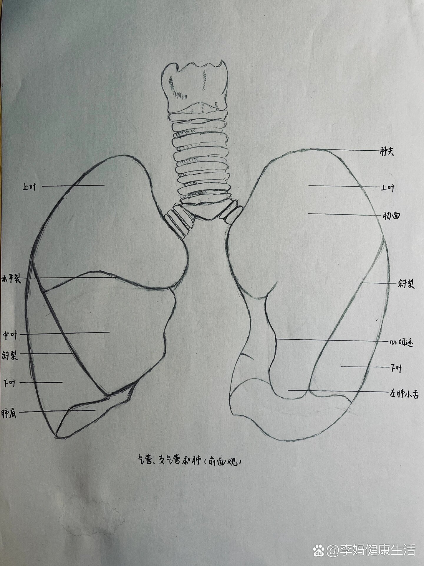 肺手绘解剖图图片