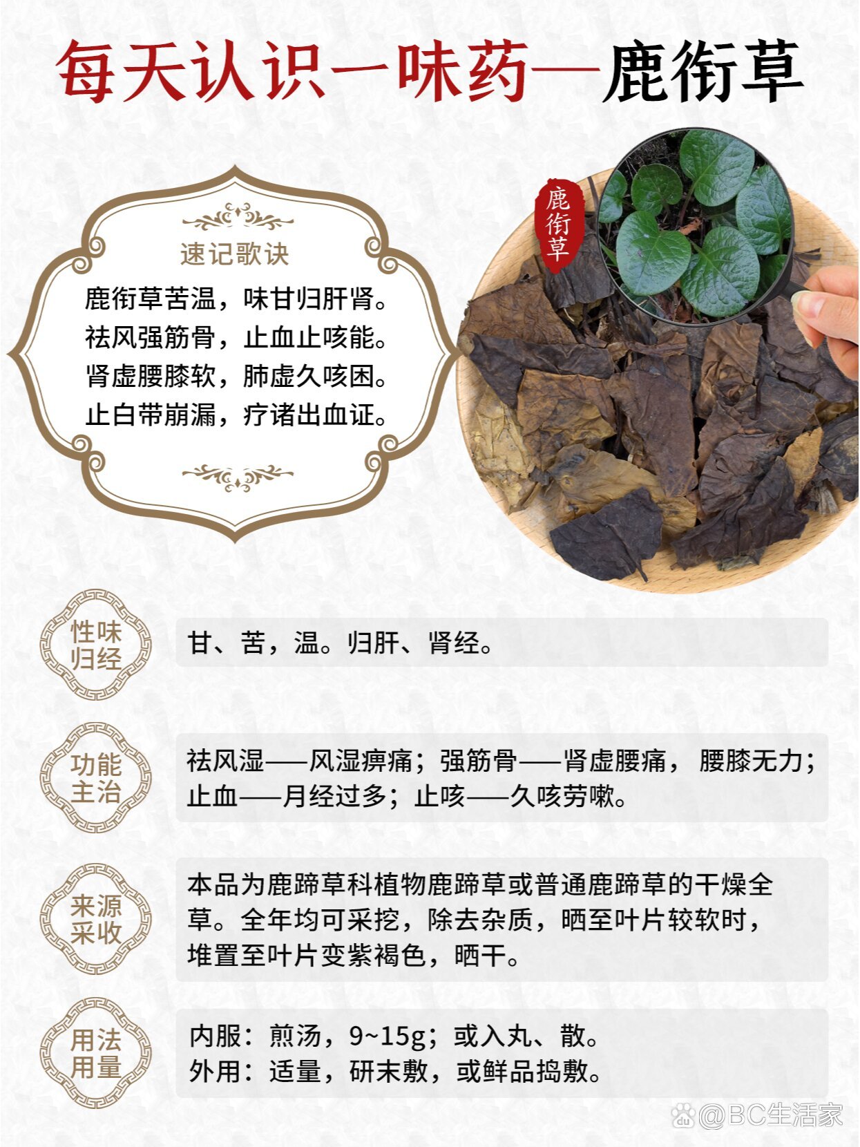 鹿蹄草图片功效和作用图片