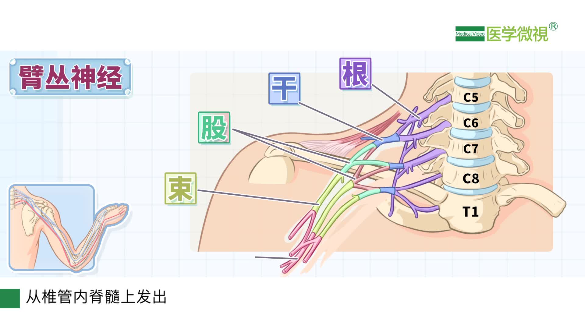 胳膊上有哪几条神经 控制手臂屈伸抓拿的臂丛神经是怎么分布的